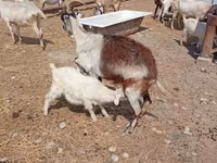 Ямаа, Toggenburg goat — 5 зураг