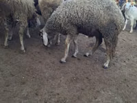كبش, Baerchuke sheep — الصورة 1