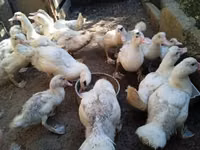 Ducks — फ़ोटो 3