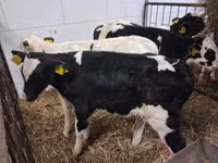 Bulle, Russian Black pied cattle — Foto 7