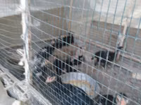 Shamo chickens — photo 1
