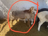 मेढ़ा, भेड़ — फ़ोटो 1