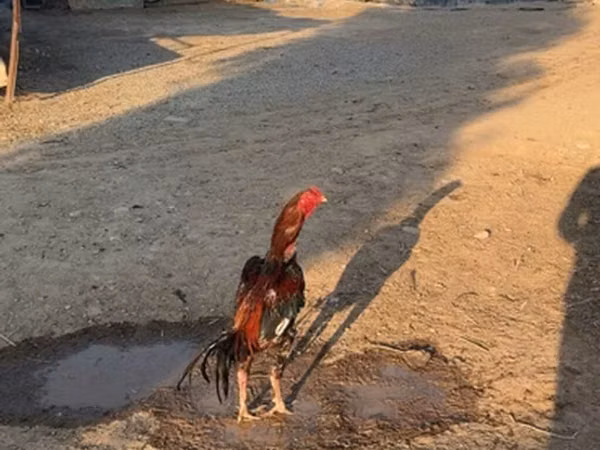 Chickens