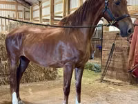 Mare, Dutch warmblood horse — photo 2