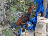 Shamo chickens — photo 7