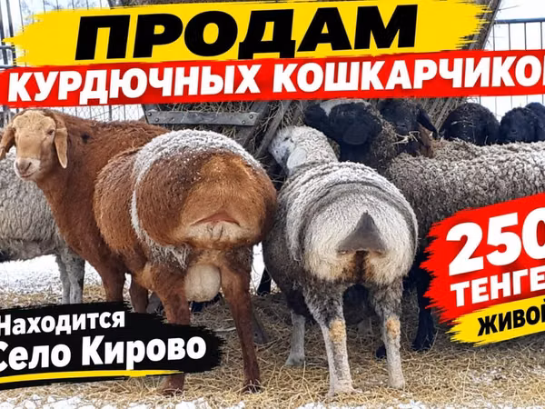 Widder, Kazakh fat-tailed coarsewool sheep