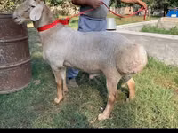 Carnero, Arashan sheep — foto 3