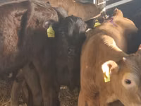 Үхэр (бүлэг, хүйс заагаагүй), Simmental cattle — 3 зураг