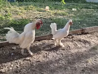 Chickens — Foto 5