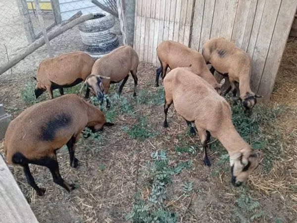 Sheep, Cameroon sheep