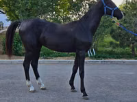 Адуу, Akhal-Teke — 5 зураг