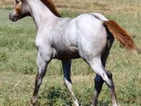 घोड़ी, Quarter Horse — फ़ोटो 4