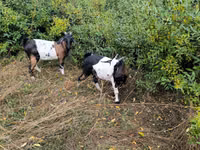 बकरी, बकरियाँ — फ़ोटो 3