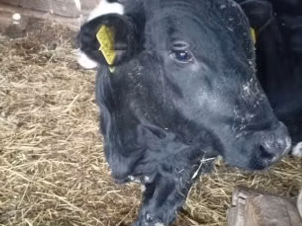 Bulle, Limousin-Kuh