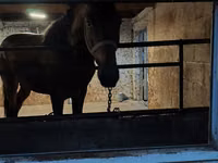 घोड़ा, Arabian horse — फ़ोटो 6