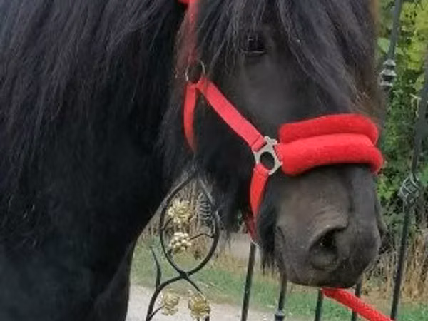 घोड़ा, Fell pony