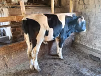 Toro, Raza Holstein — foto 3