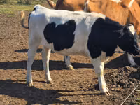 母牛, Russian Black pied cattle — 照片 2