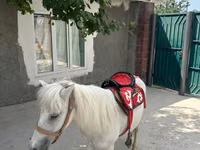 Адуу, North Swedish horse — 6 зураг