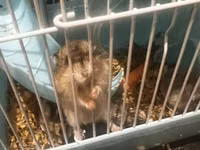 7 Hamster + qəfəs dəsti - Növbənöv xırda gəmirici üçün uyğun hamster — foto 4