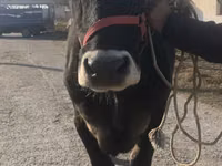 母牛, Swiss cattle — 照片 7