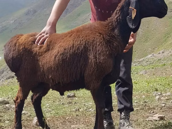 मेढ़ा, Blackheaded Persian sheep