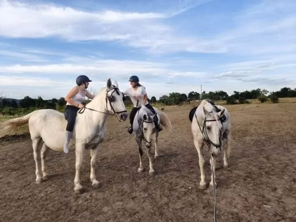 Mare, Horses