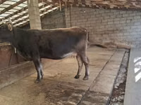 Vaca, Swiss cattle — foto 8