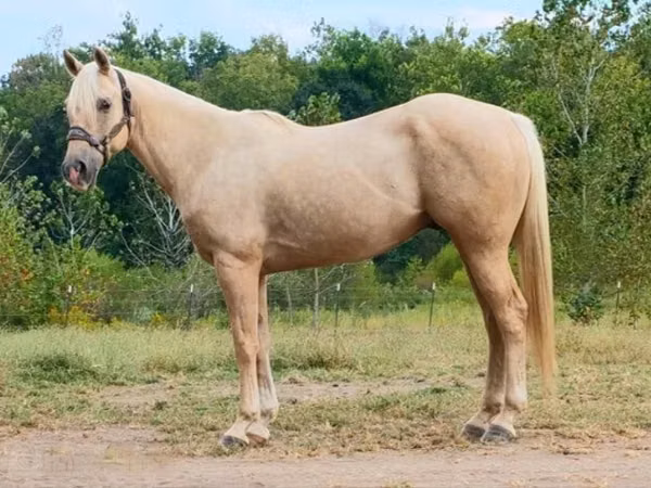 公马, Quarter Horse