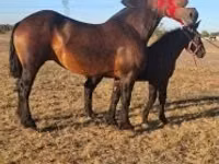 Адуу, Percheron — 6 зураг