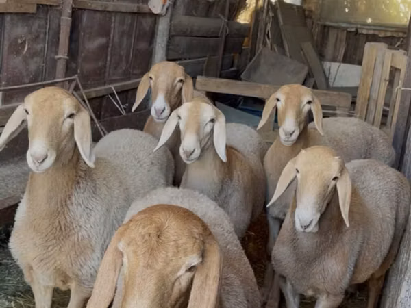 Oveja, Arashan sheep