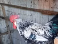 Chickens — 照片 5