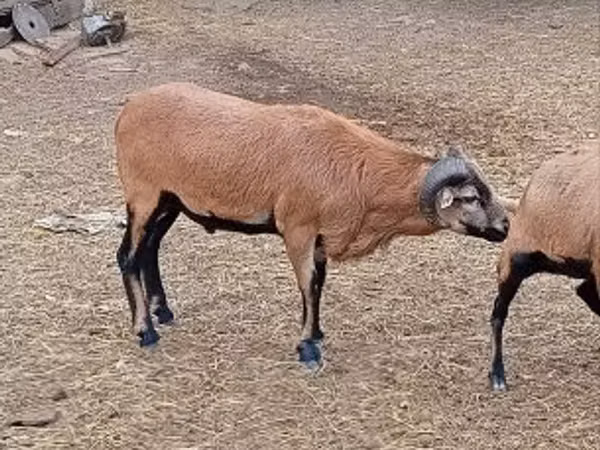 Ram, Sheep