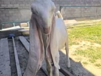 公山羊, Gulabi goats — 照片 4