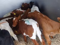 ثور, Simmental cattle — الصورة 4