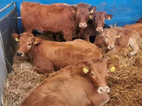 मवेशी (लॉट, लिंग निर्दिष्ट नहीं), लिमोज़िन गाय — फ़ोटो 6