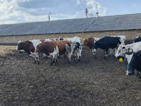 Bull, Russian Black pied cattle — photo 3