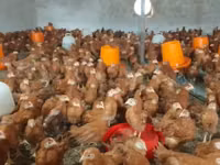 Chickens — photo 1