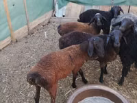 Ram, Arabi sheep — photo 5