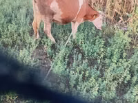 Үнээ, Simmental cattle — 1 зураг