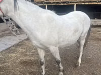 Азаргагүй морь, Tersk horse — 6 зураг