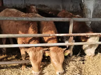 Rinder (Partie, Geschlecht nicht angegeben), Simmental cattle — Foto 1