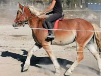Адуу, Gypsy horse — 5 зураг