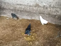 Bantam — photo 2