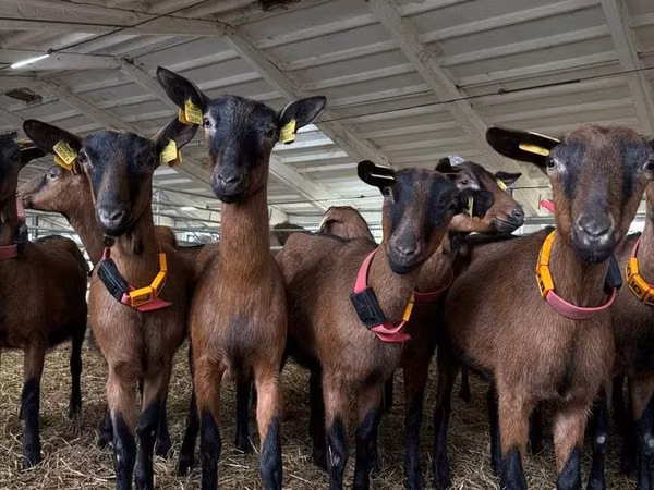Ямааны ухна, Saanen goat