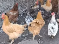 डेनिश हेन — फ़ोटो 2
