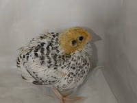 Quails — 5 зураг