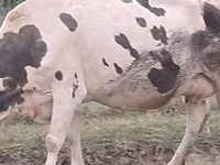 Үнээ, Russian Black pied cattle — 2 зураг