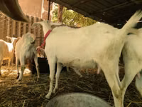 Ziegen (Partie, Geschlecht nicht angegeben), Saanen goat — Foto 3