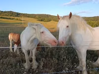 Caballos (lote, sexo no especificado), Gypsy horse — foto 1